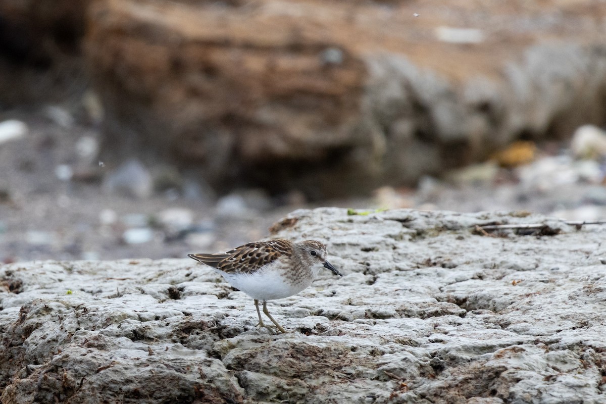 Least Sandpiper - ML622635223