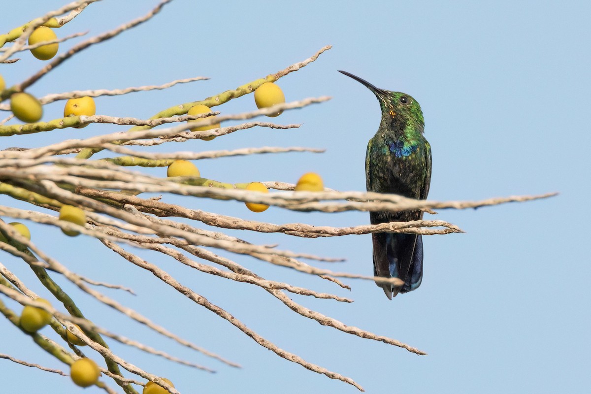 Green-throated Carib - ML622635247