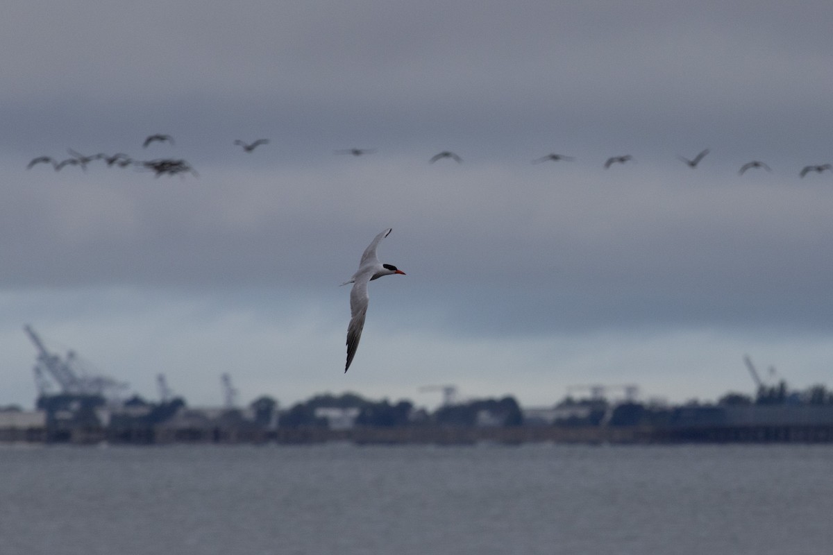 Caspian Tern - Ben L