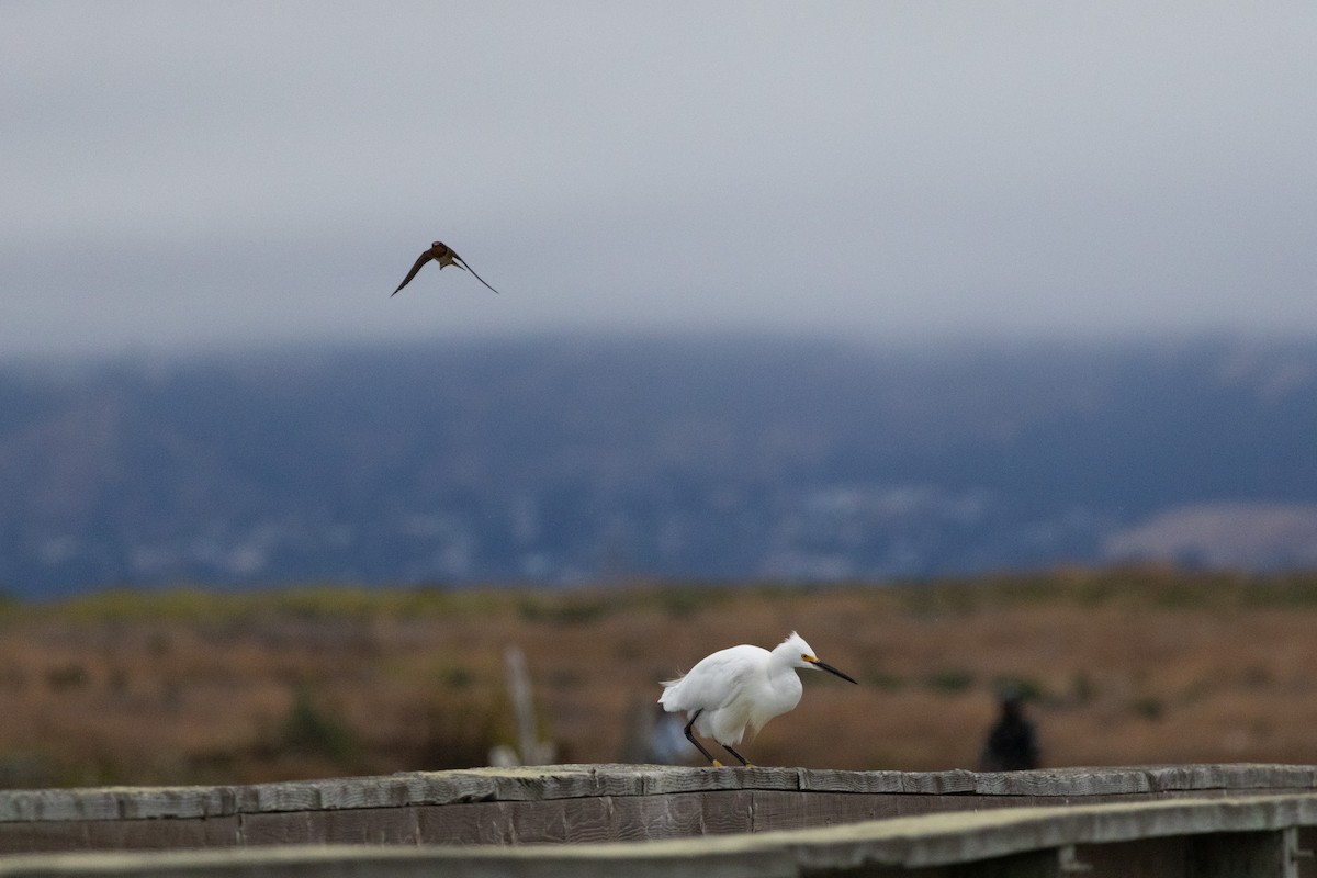 Snowy Egret - ML622635265