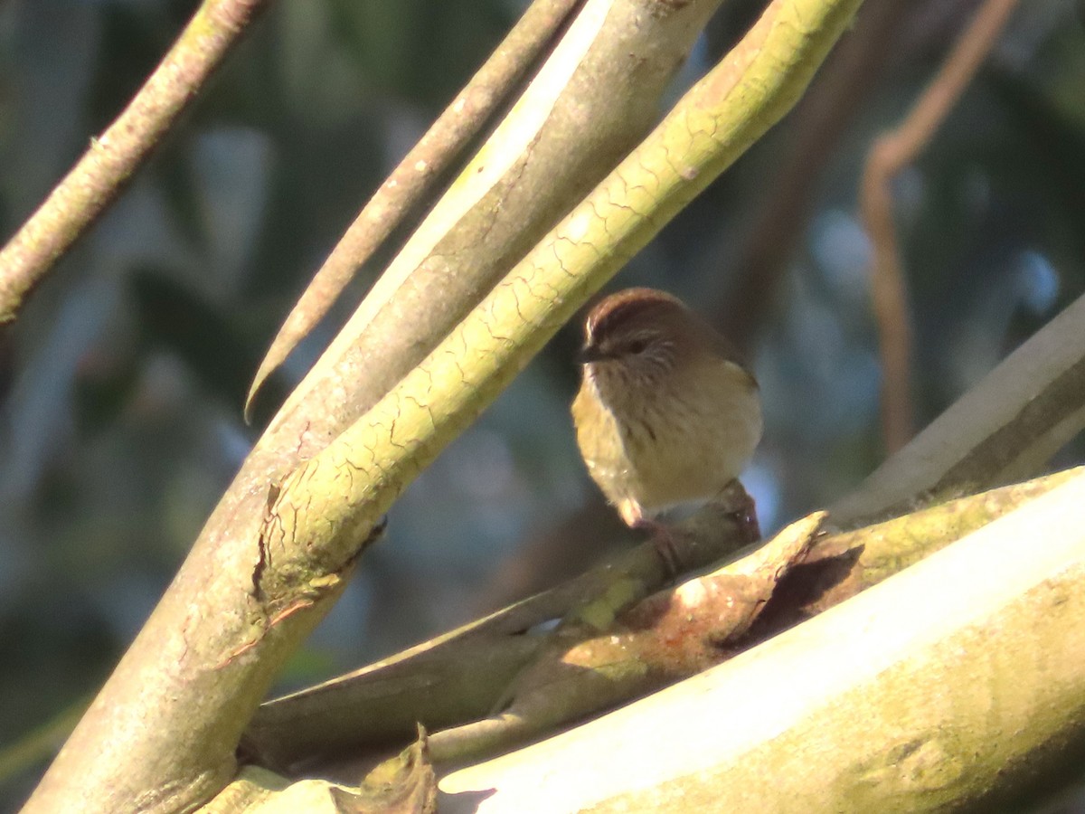 Striated Thornbill - ML622635286