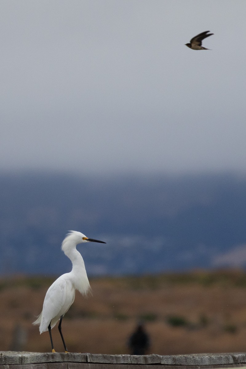 Snowy Egret - ML622635287