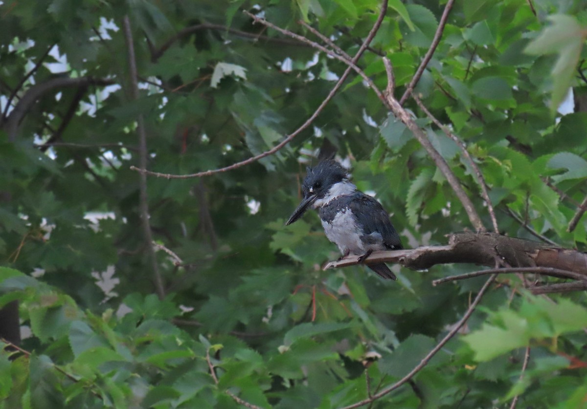 Belted Kingfisher - Nathalie L. COHL 🕊