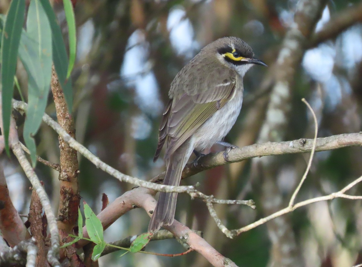 Yellow-faced Honeyeater - ML622635295