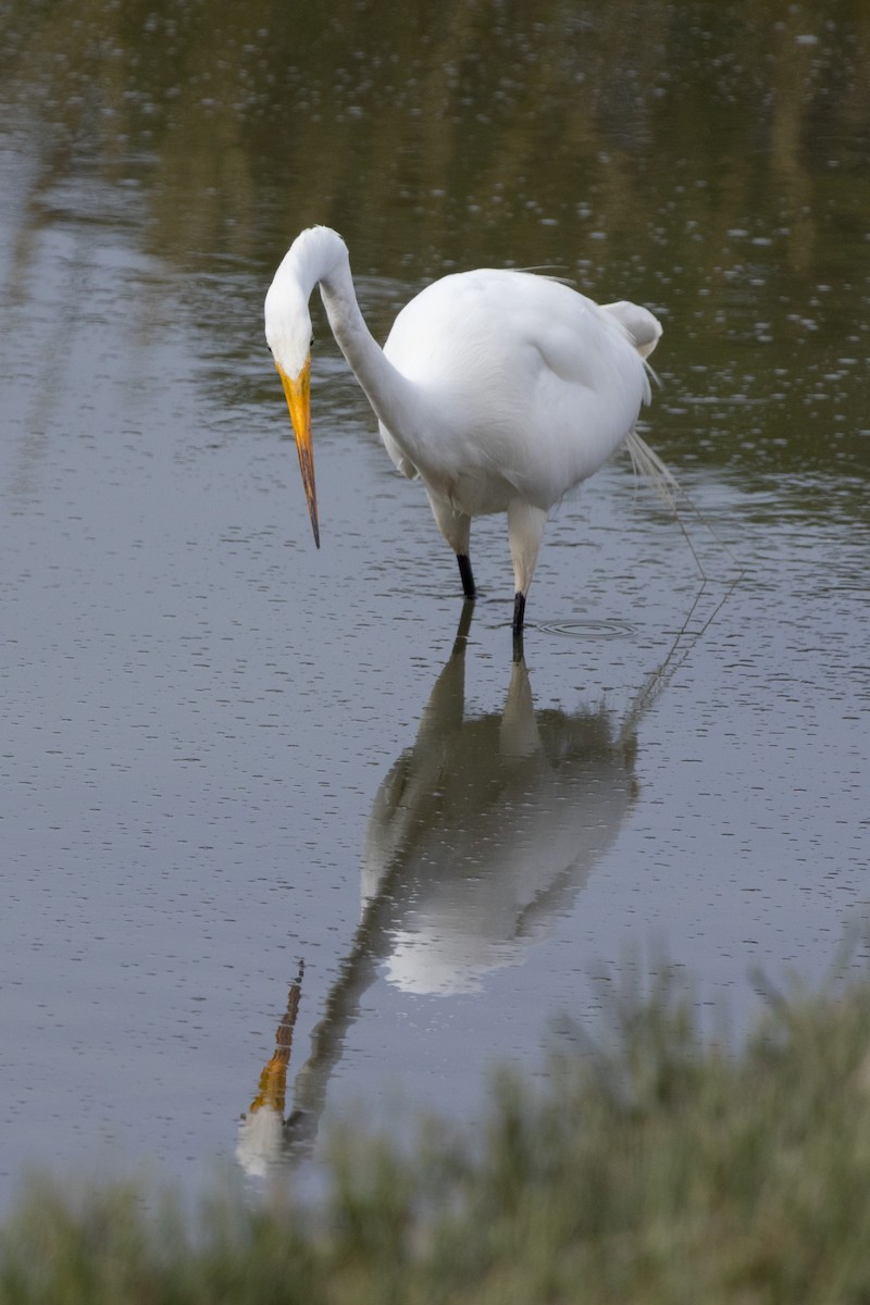 Great Egret - ML622635297