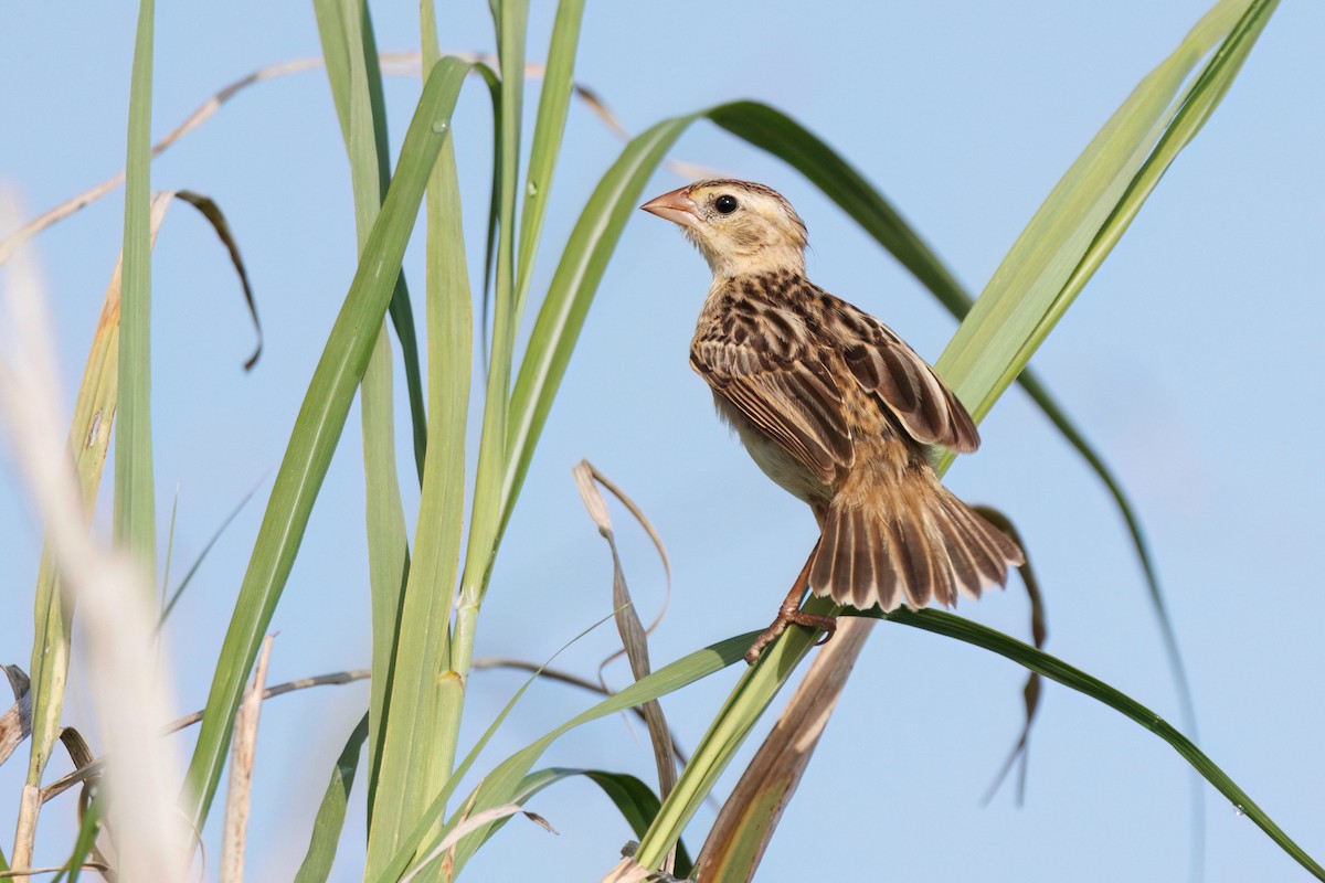 Northern Red Bishop - ML622635298