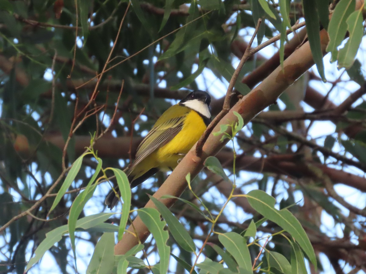 Golden Whistler (Eastern) - ML622635302