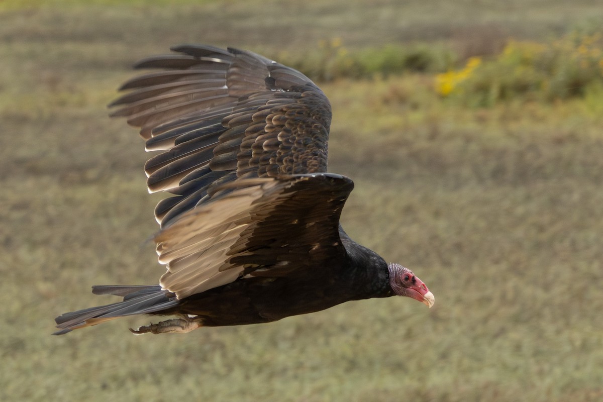 Turkey Vulture - ML622635306