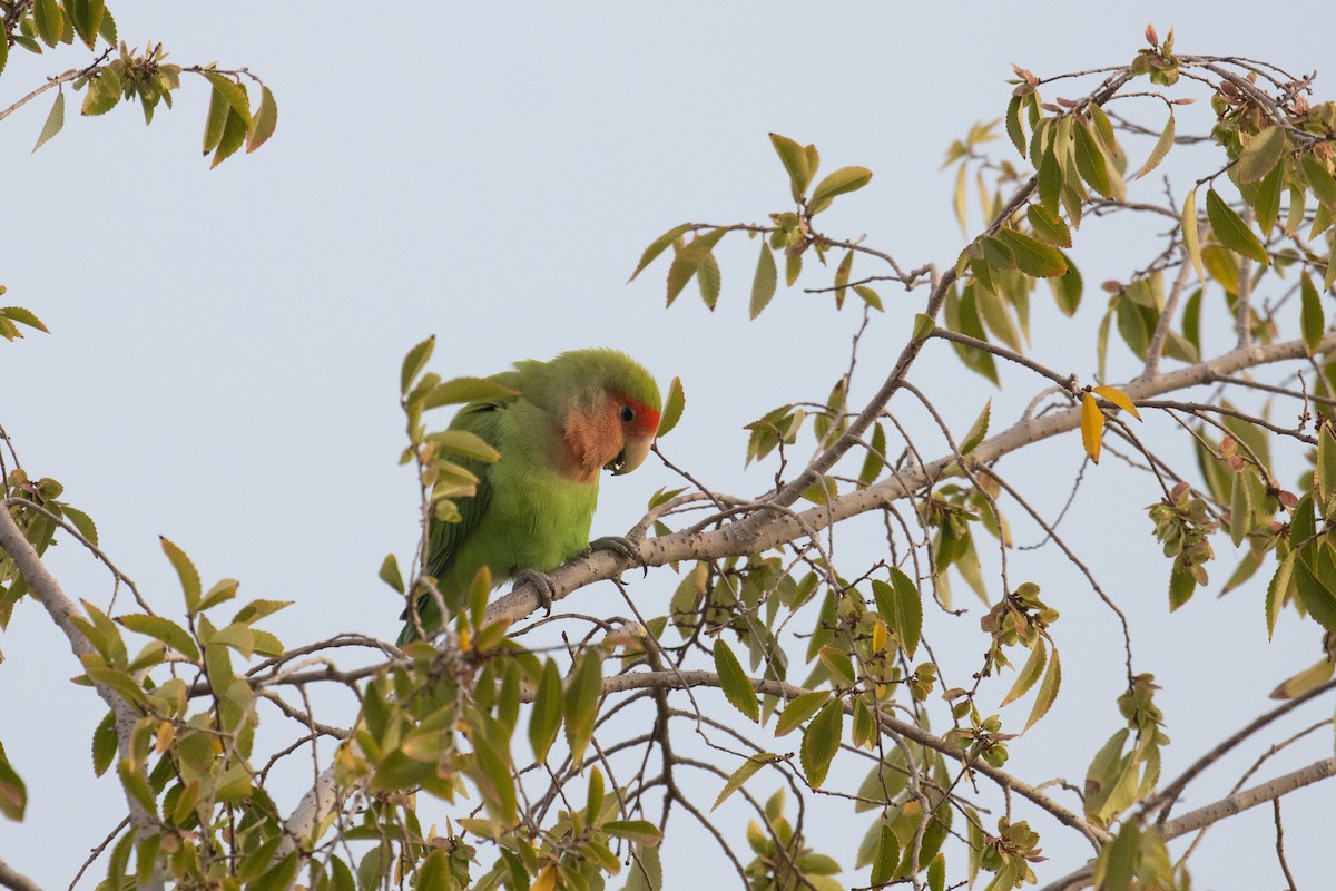 Rosy-faced Lovebird - Kalpesh Krishna