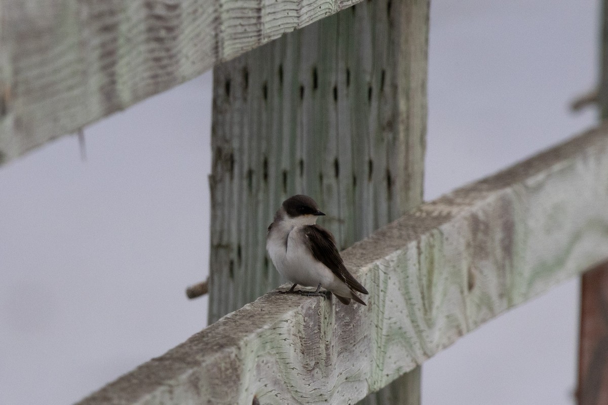 Tree Swallow - ML622635311