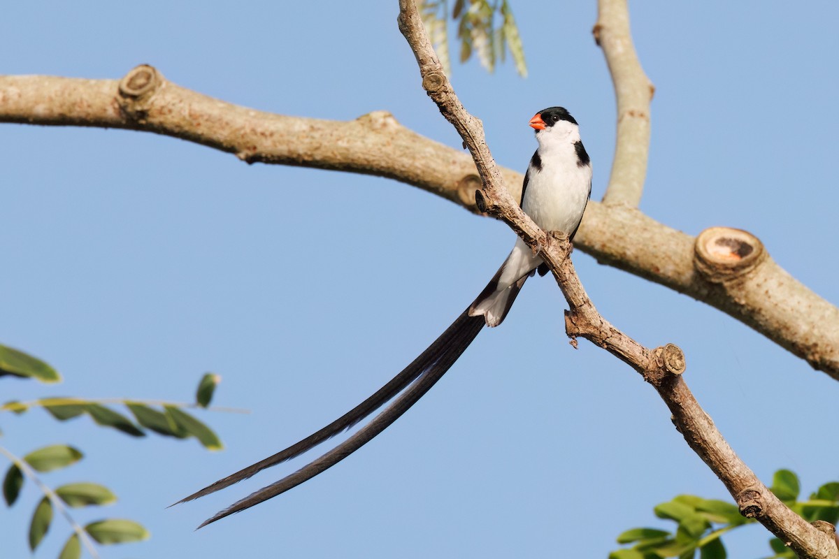 Pin-tailed Whydah - Gloria Archilla