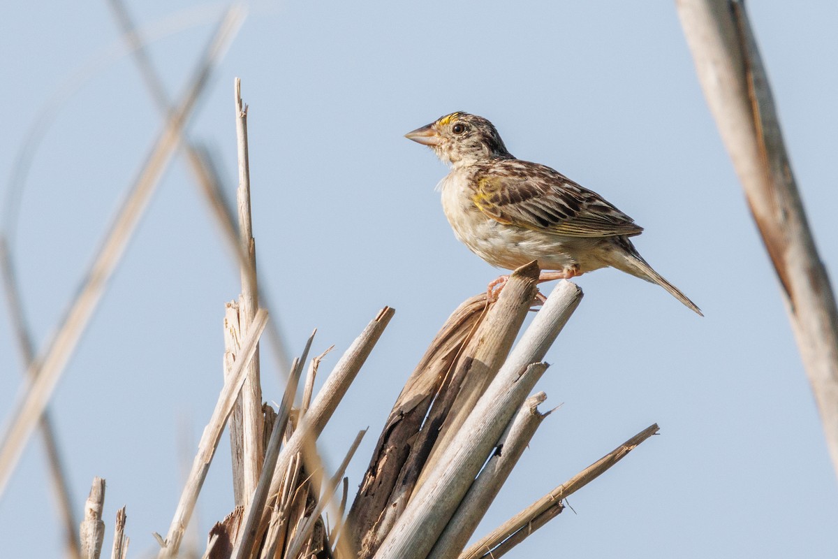 Grasshopper Sparrow - ML622635396