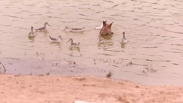 Wilson's Phalarope - ML622635397