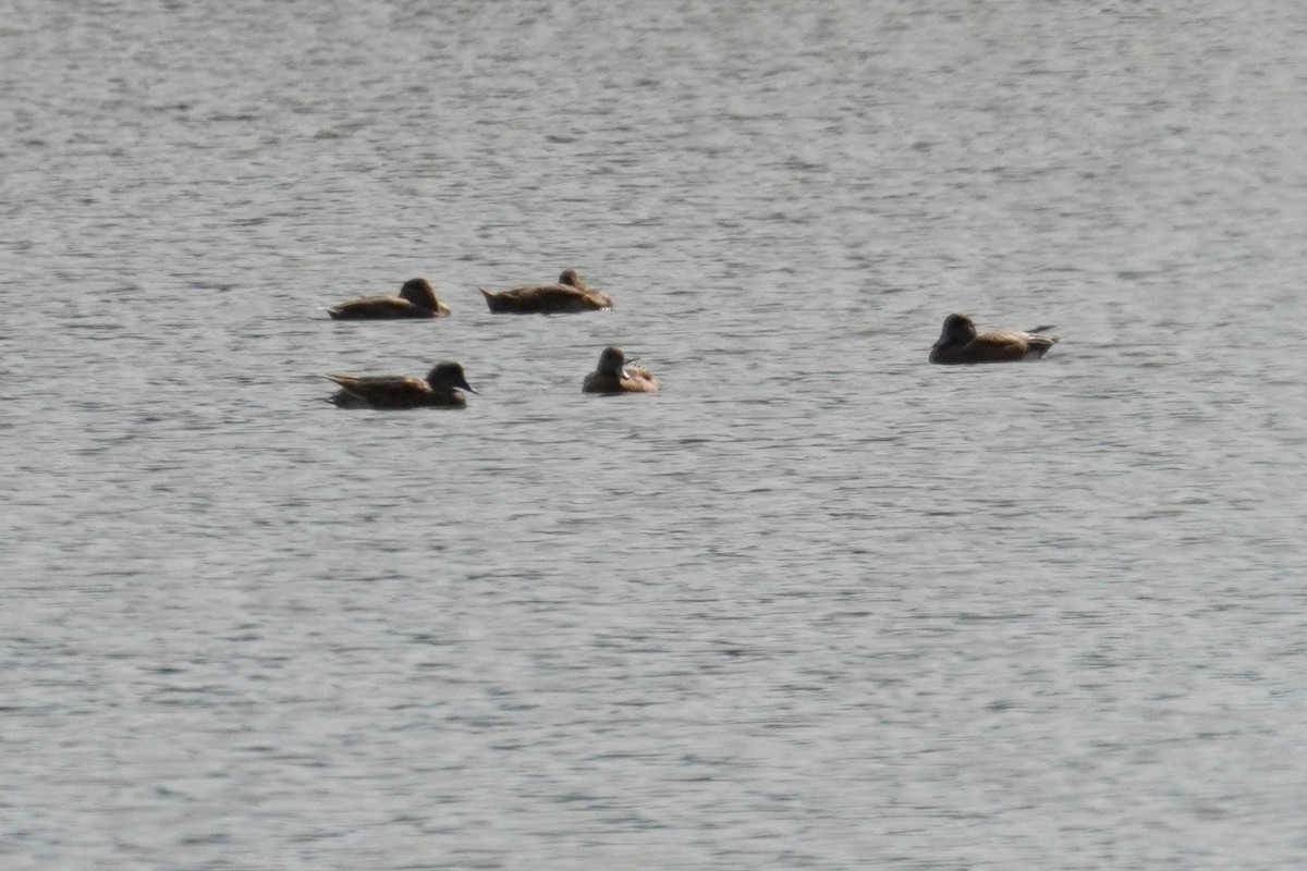 American Wigeon - Kristy Dhaliwal