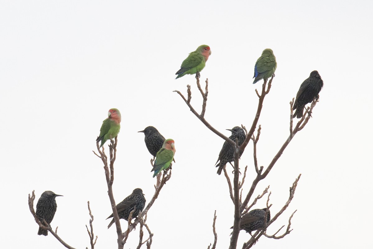 Rosy-faced Lovebird - Kalpesh Krishna