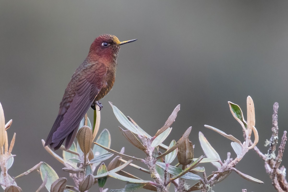 Coppery Metaltail - ML622635691