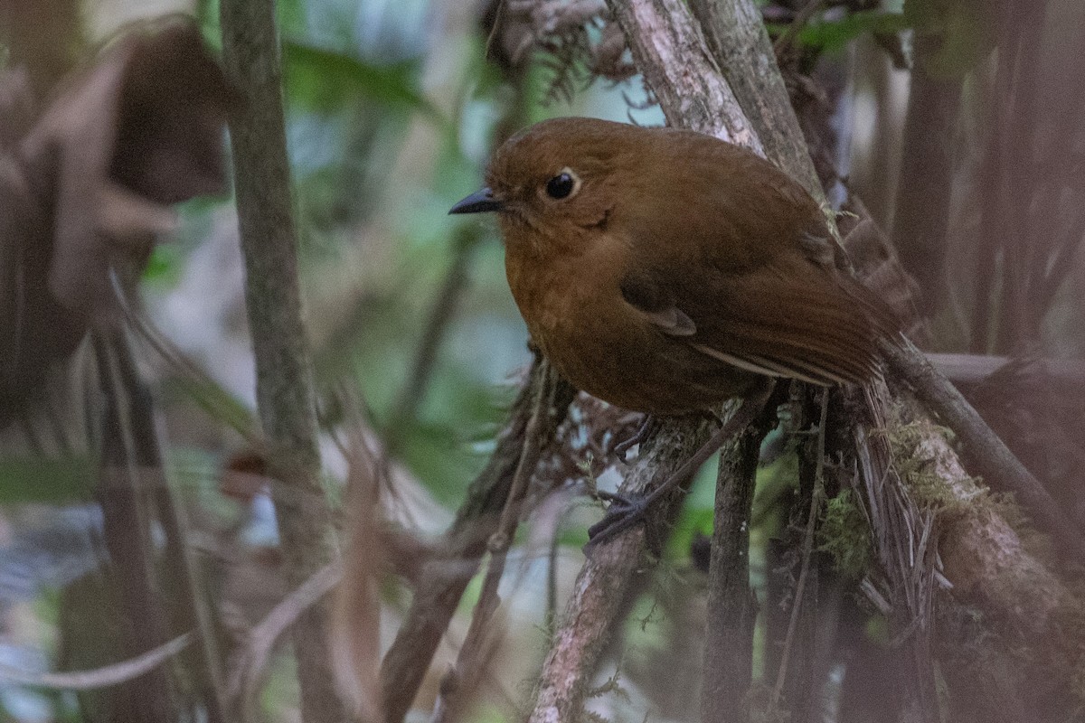 Panao Antpitta - ML622635745