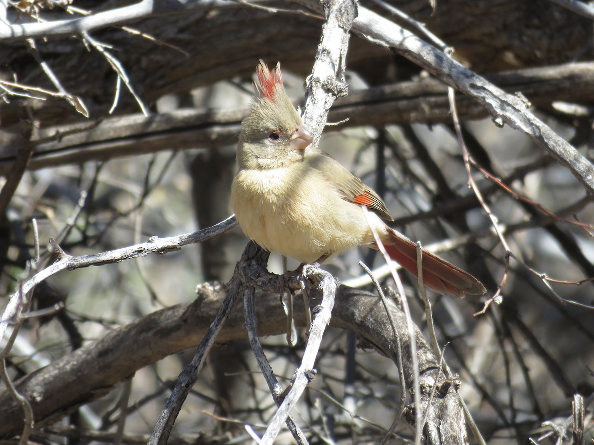 Pyrrhuloxia - ML622635762