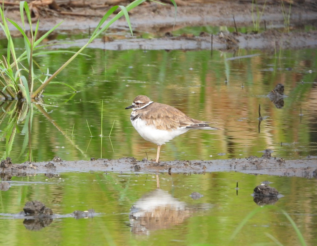 Killdeer - Amy Lyyski