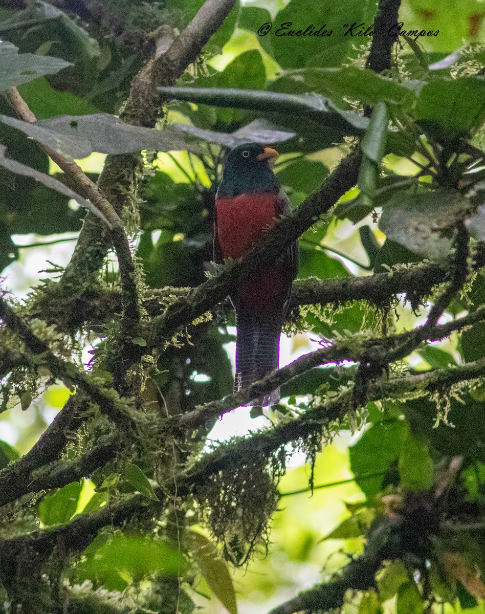 Lattice-tailed Trogon - ML622635795