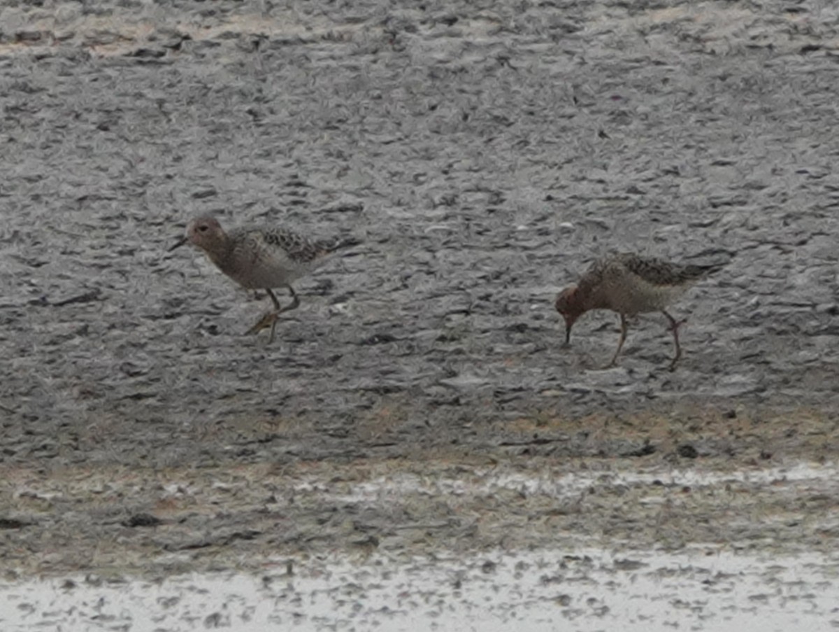 Buff-breasted Sandpiper - John Bargman