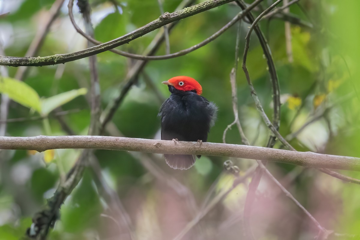 Round-tailed Manakin - ML622635826