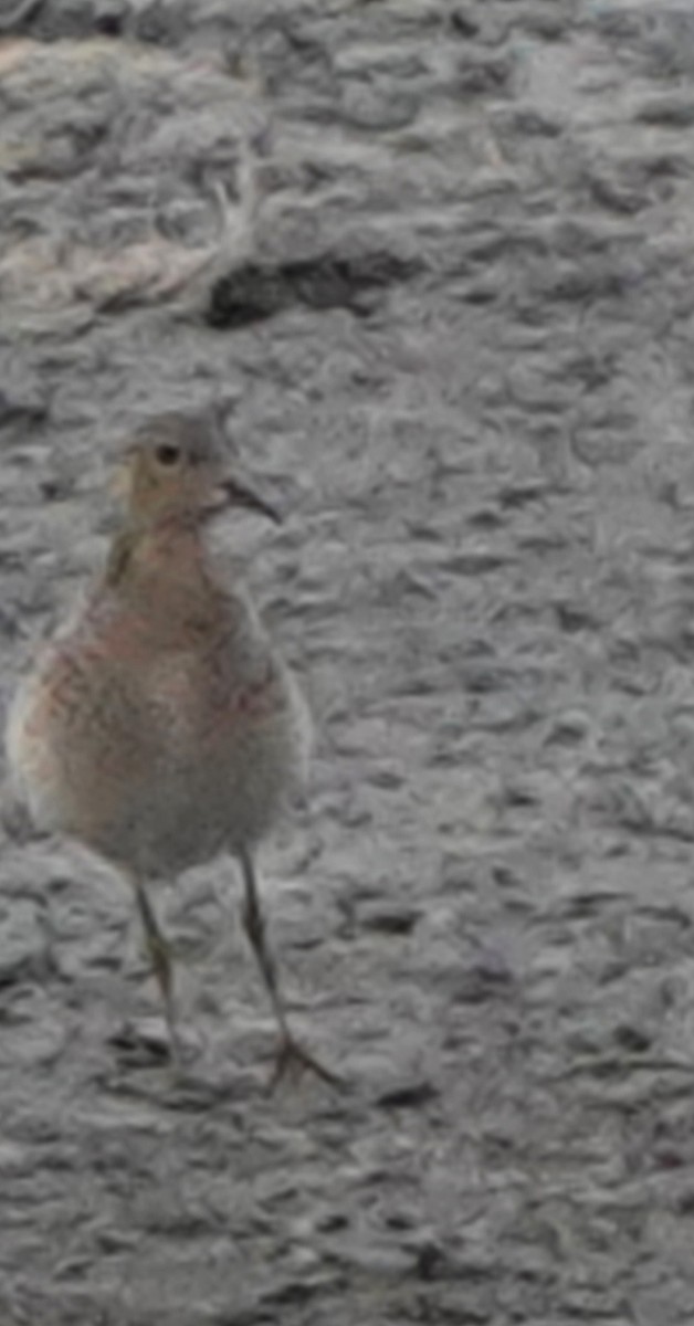 Buff-breasted Sandpiper - John Bargman