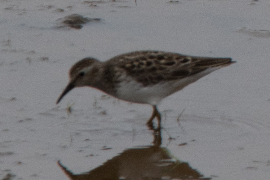 Least Sandpiper - ML622635990