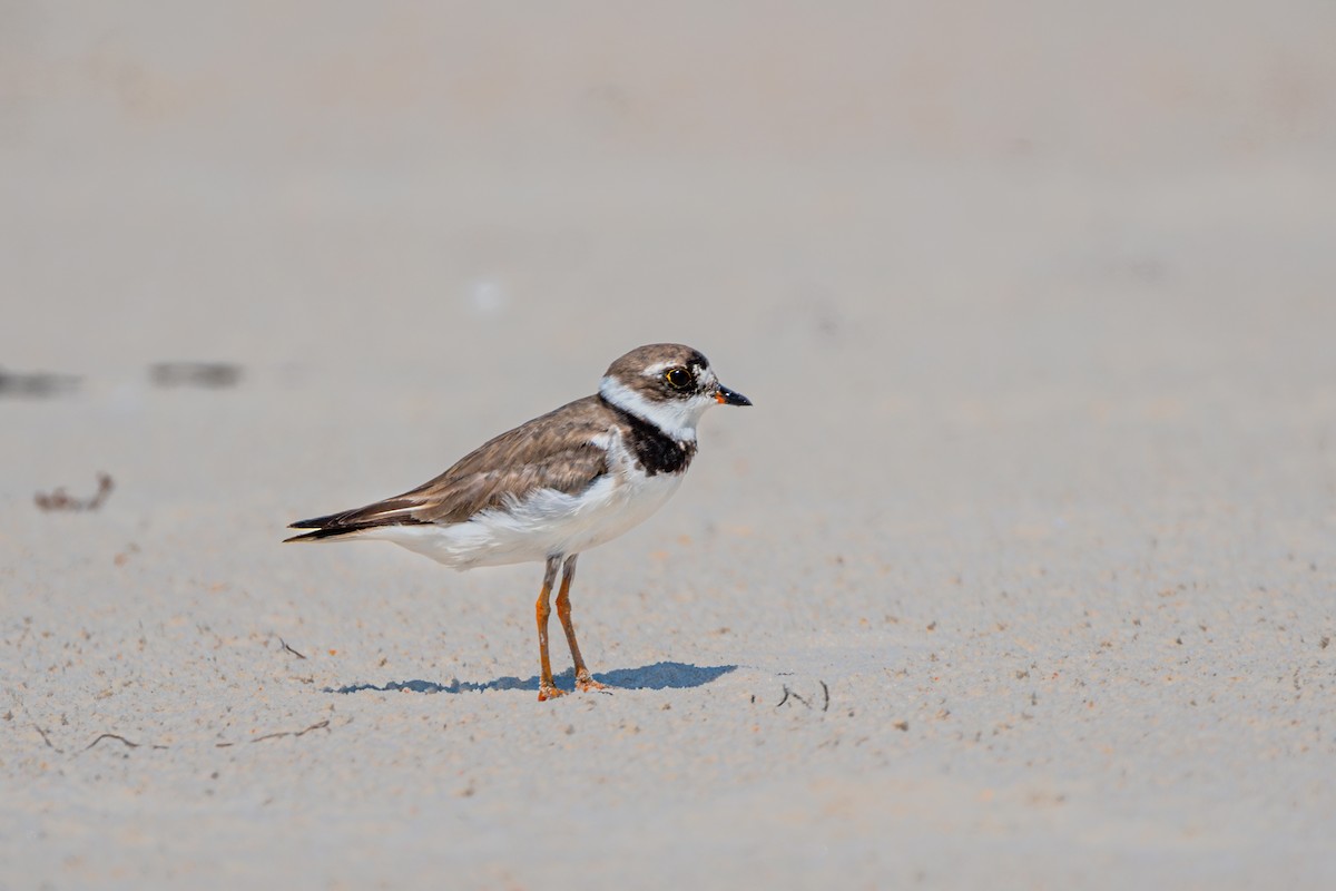 Semipalmated Plover - ML622636091