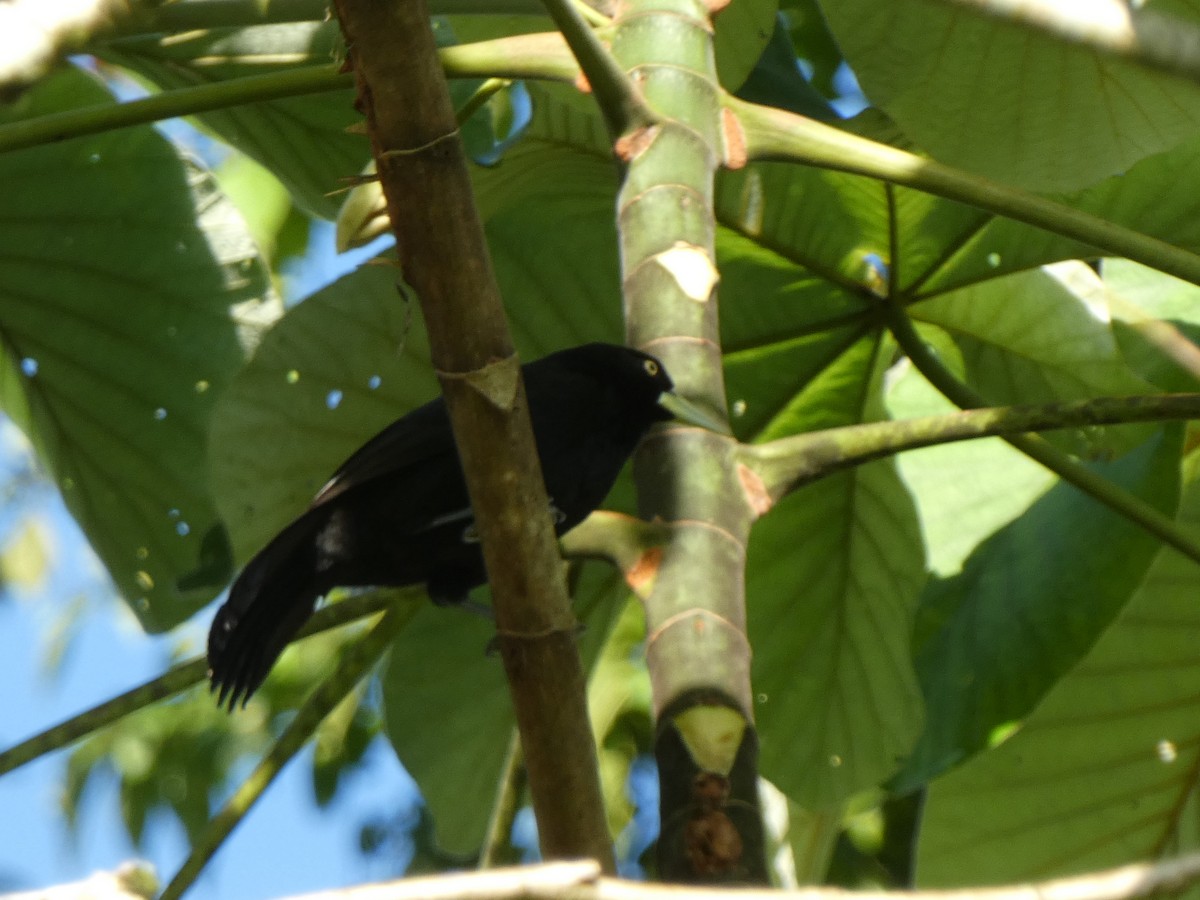 Yellow-billed Cacique - ML622636104