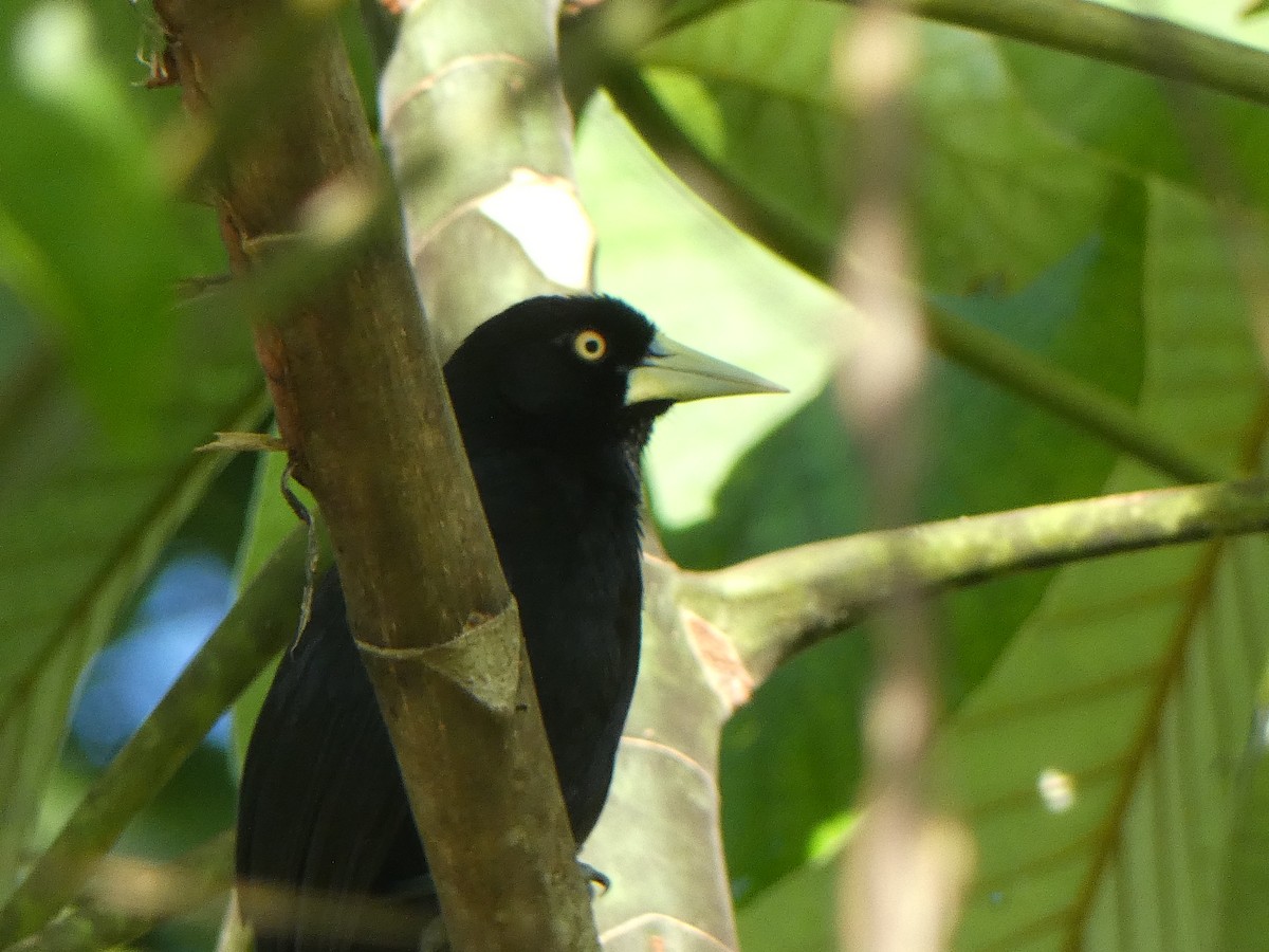 Yellow-billed Cacique - ML622636105