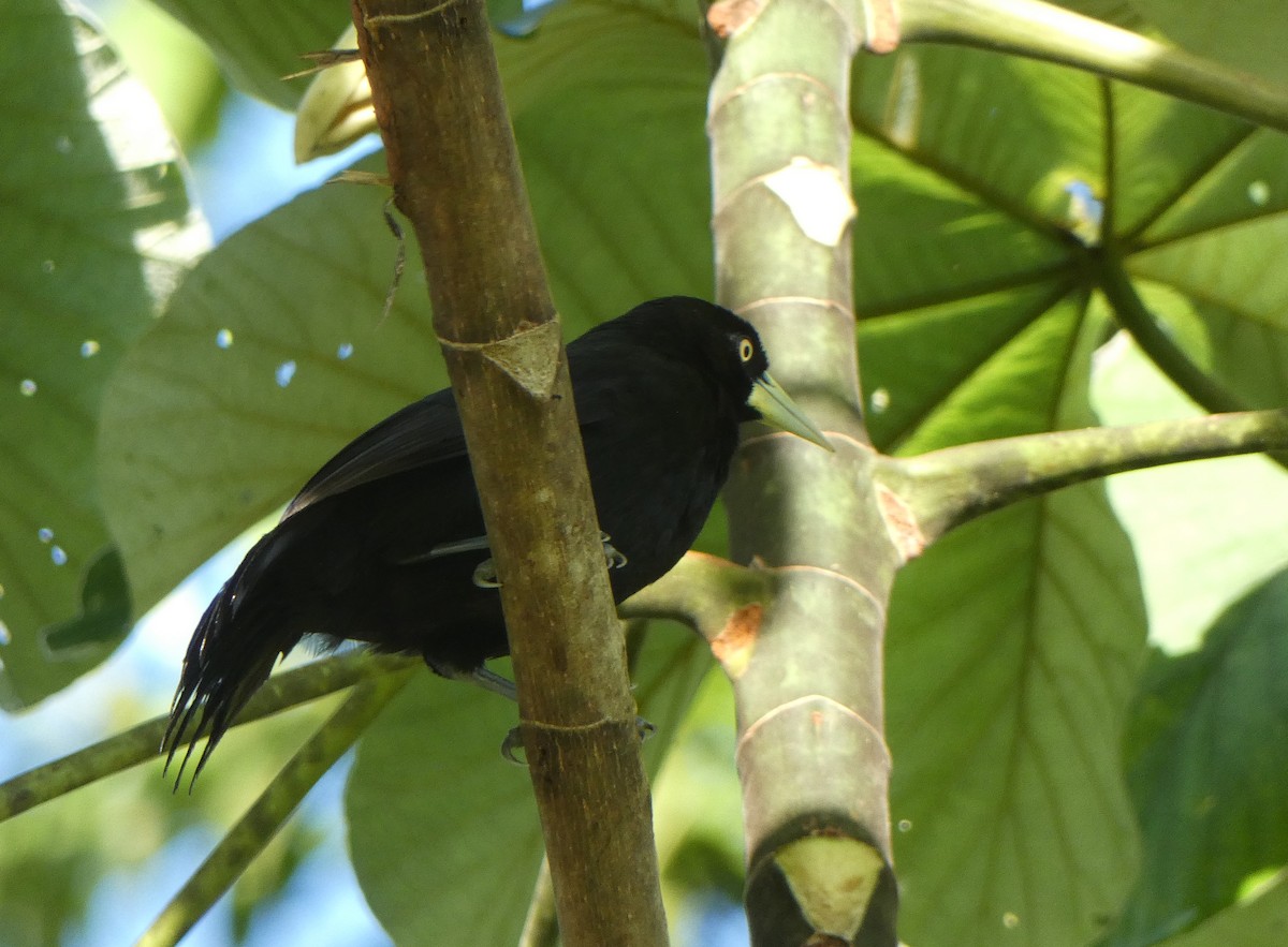 Yellow-billed Cacique - ML622636107