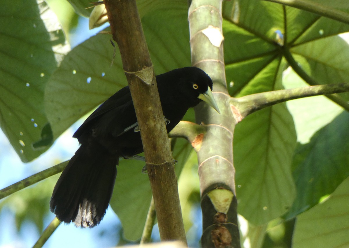 Yellow-billed Cacique - ML622636108