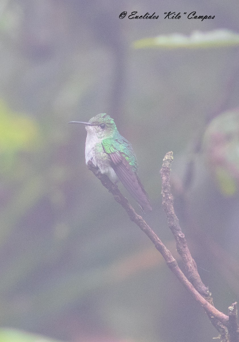 White-tailed Emerald - ML622636122