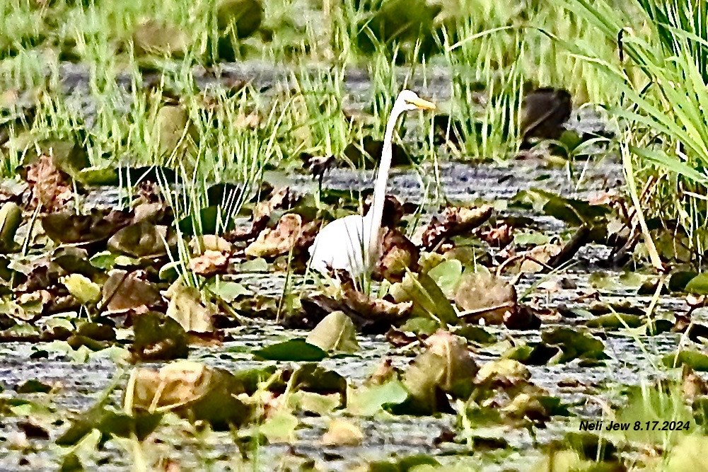 Great Egret - ML622636125