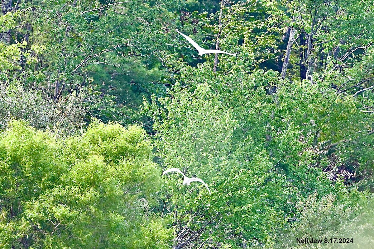 Great Egret - ML622636127