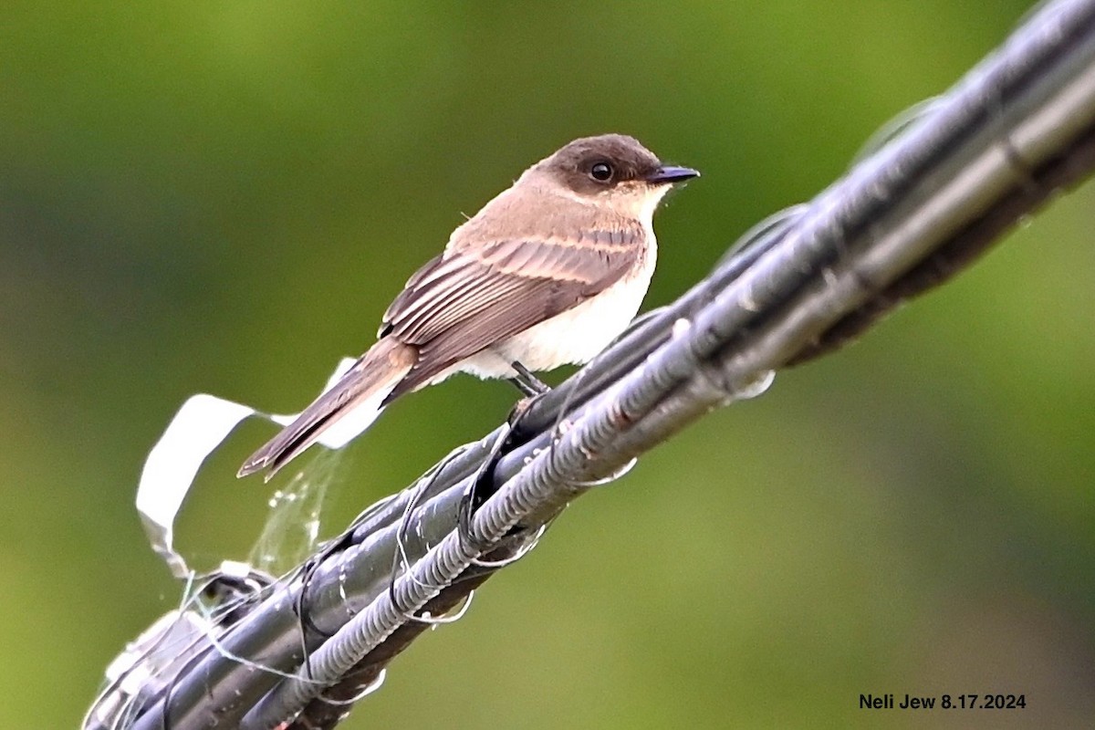 Eastern Phoebe - ML622636133