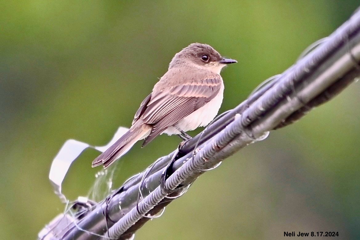 Eastern Phoebe - ML622636134