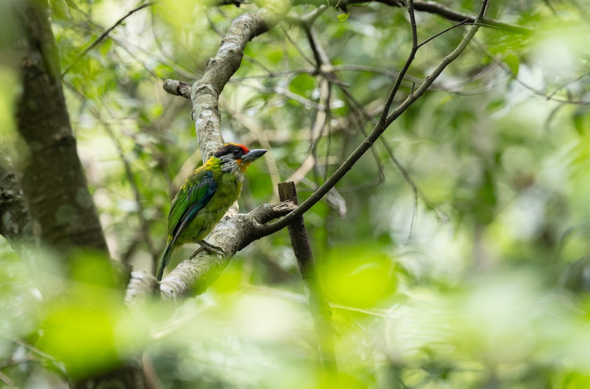 barbet žlutohrdlý - ML622636150