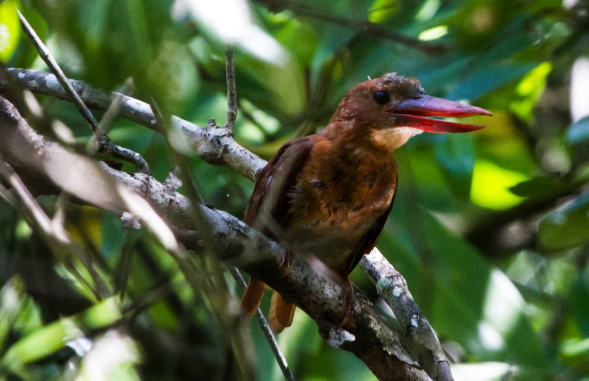 Ruddy Kingfisher - Ashish John