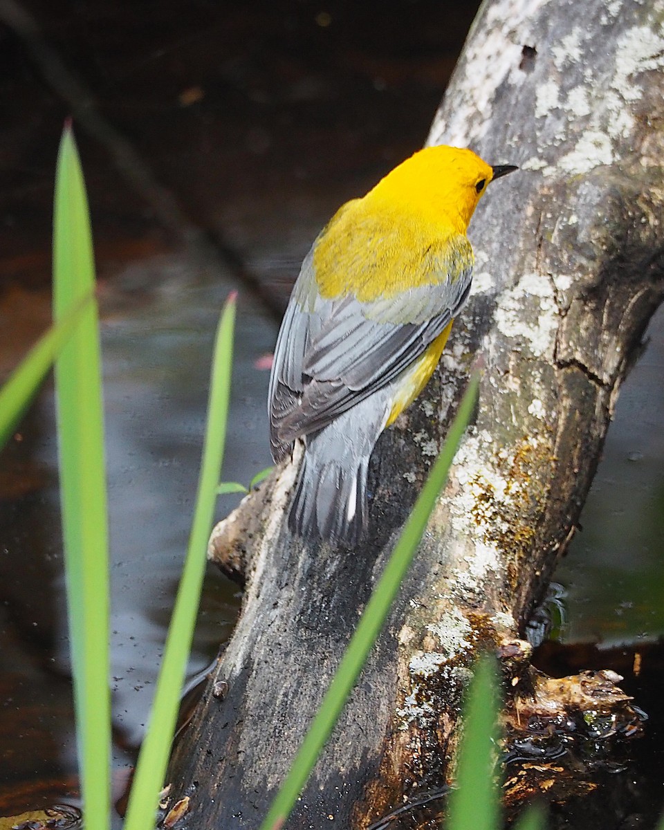 Prothonotary Warbler - Ken MacDonald