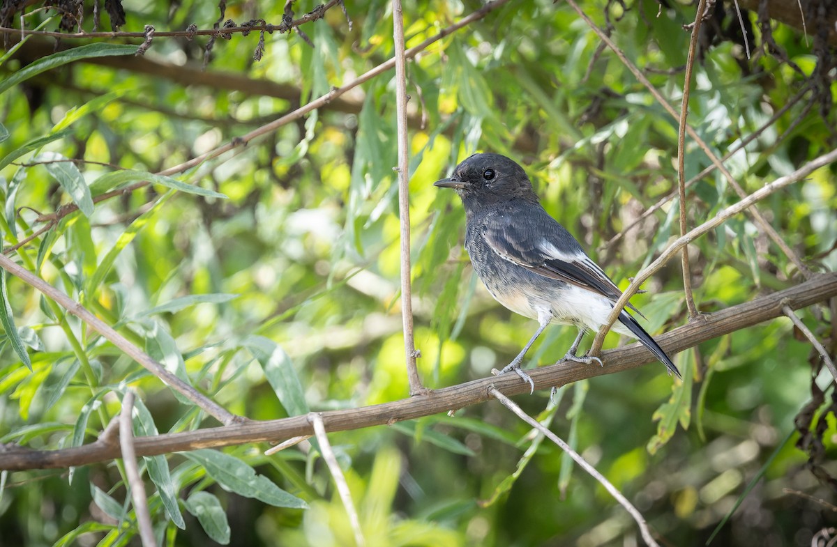 Pied Bushchat - Dave Hodson