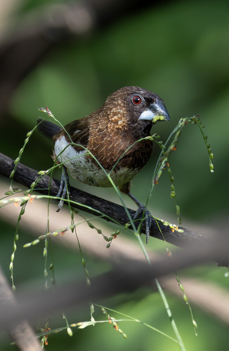 White-rumped Munia - Dave Hodson