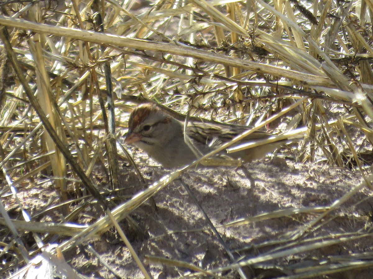 Rufous-winged Sparrow - Joyce Brady