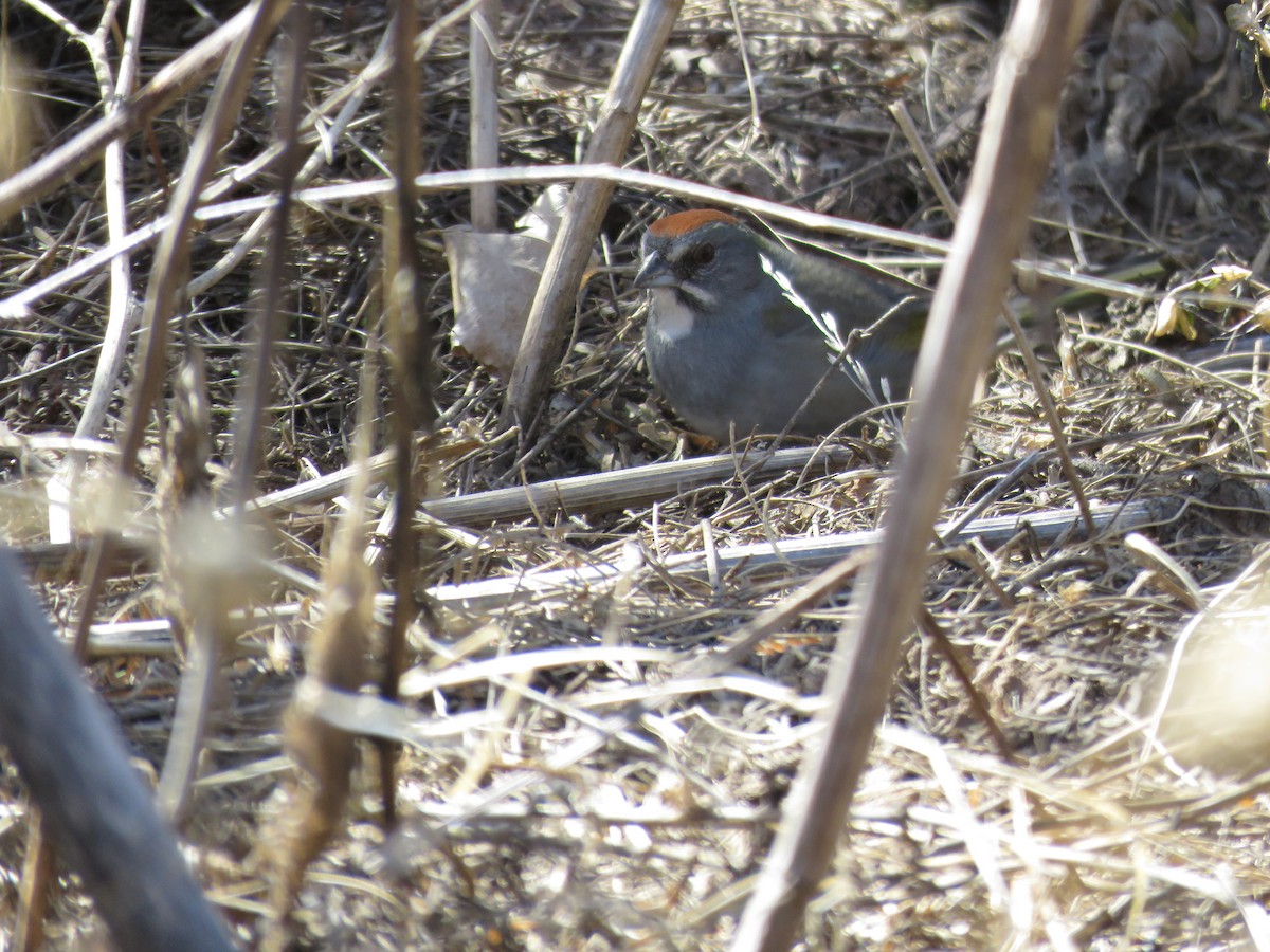 Green-tailed Towhee - ML622636300