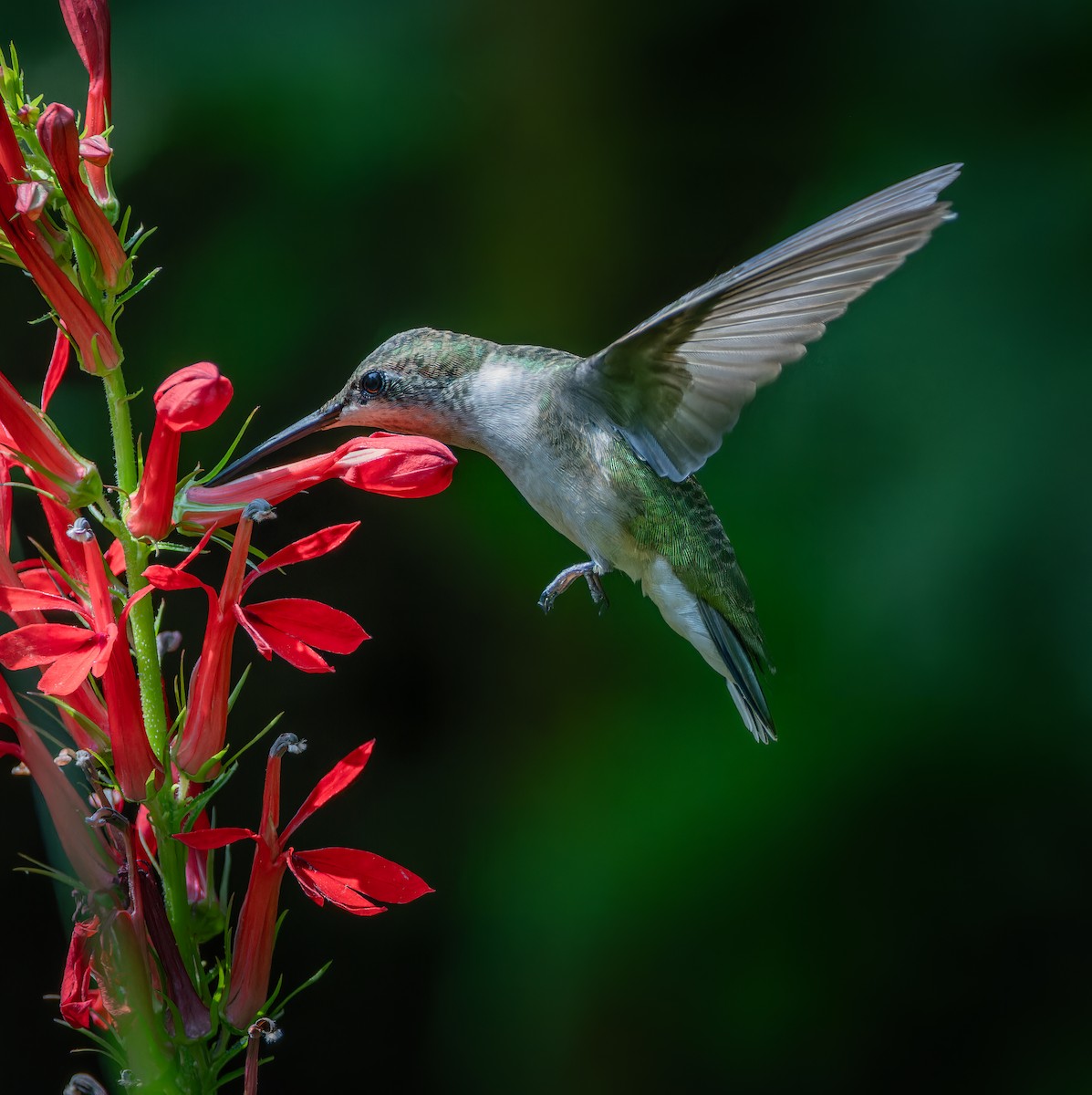 Ruby-throated Hummingbird - Marisa Hernandez