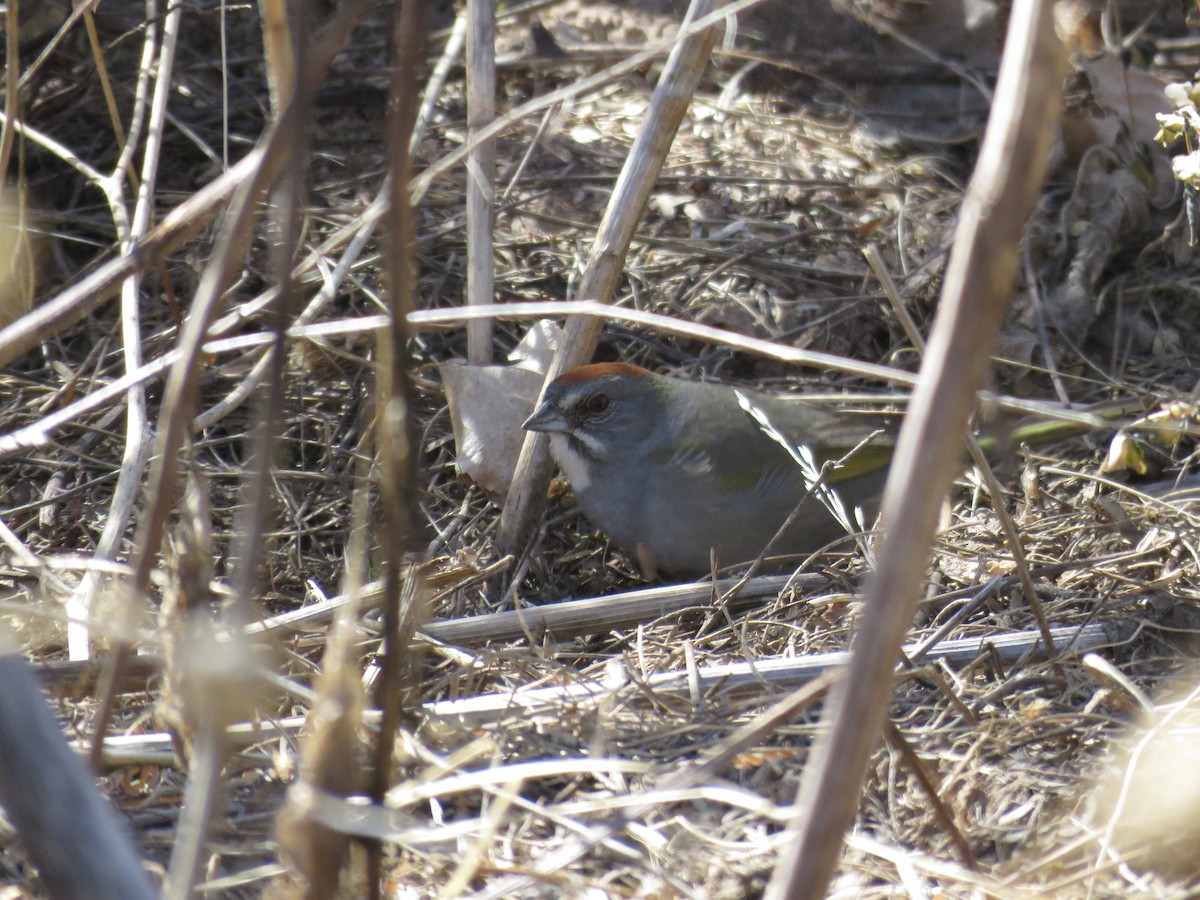 Green-tailed Towhee - ML622636340