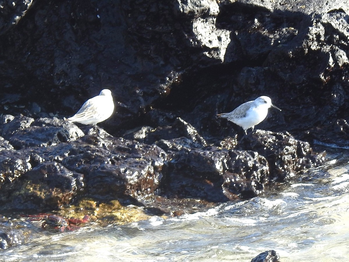 Bécasseau sanderling - ML622636367