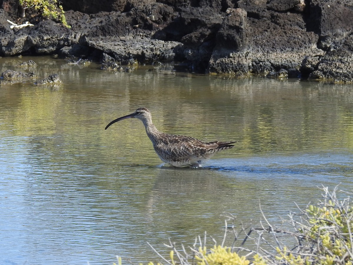 Whimbrel - ML622636370