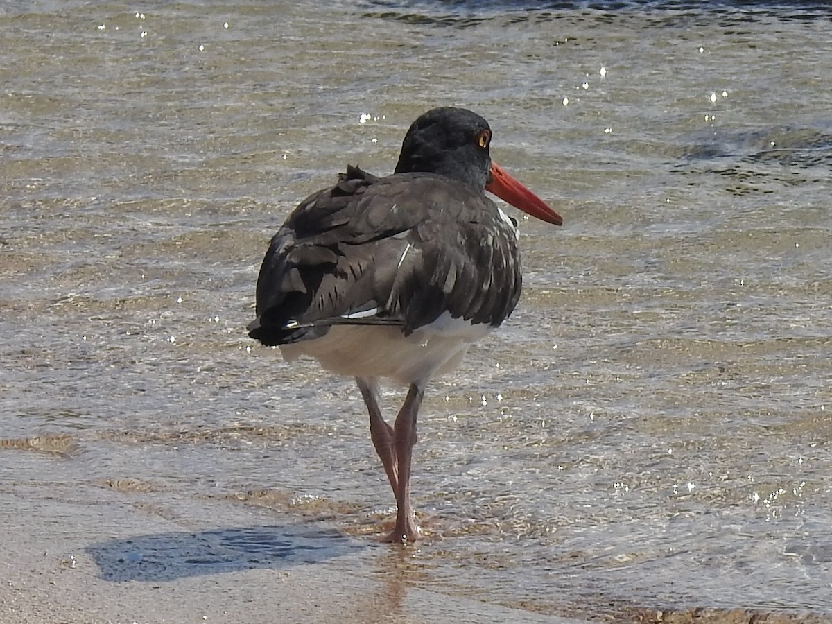 American Oystercatcher - ML622636372